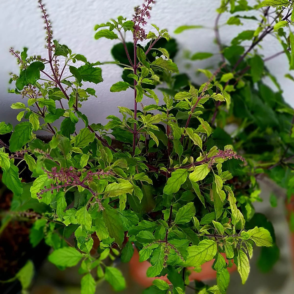 Graines de basilic sacré / Tulsi