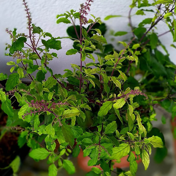 Graines de basilic sacré / Tulsi