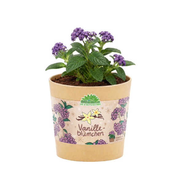 Vanilleblume aus dem Becher
