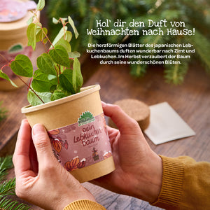 Mains tenant un petit pot de fleurs avec un jeune arbre à pain d'épices, entouré de branches de sapin, avec les mots « Votre arbre à pain d'épices » écrits sur le pot.