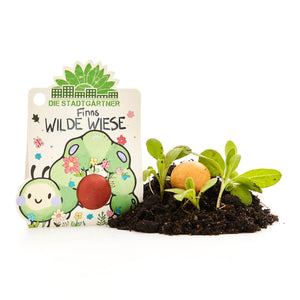 Emballage avec l'inscription « Finn's Wild Meadow », une bombe de graines et de jeunes plants d'herbe dans un sol frais.