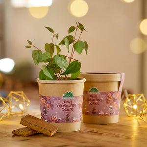 Deux pots de fleurs avec des semis verts, décorés d'une étiquette « Votre arbre en pain d'épices », sur une table en bois avec des guirlandes lumineuses et des morceaux de pain d'épices.