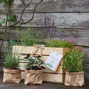 Boîte en bois avec diverses herbes et plantes devant un vieux mur en bois.