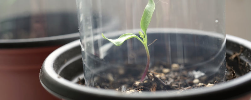 Construisez votre propre mini-serre à partir d'une bouteille en plastique