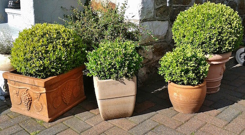 Arroser les fleurs en hiver ?