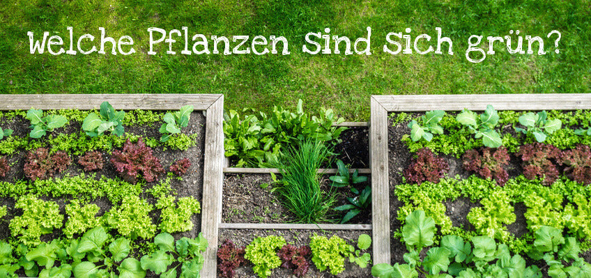 Bons voisins, mauvais voisins : quelles plantes vont ensemble ?