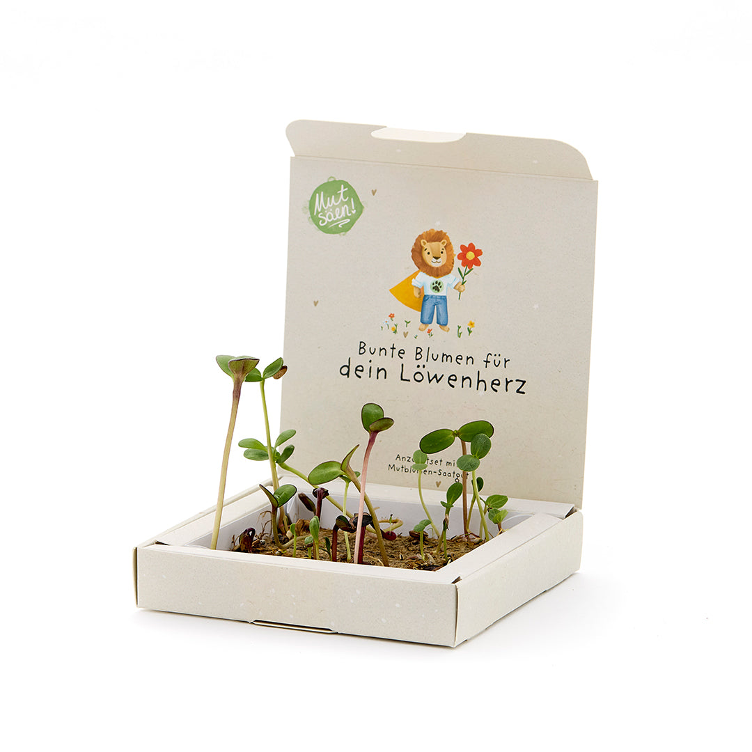 Petite jardinière – Fleurs courageuses