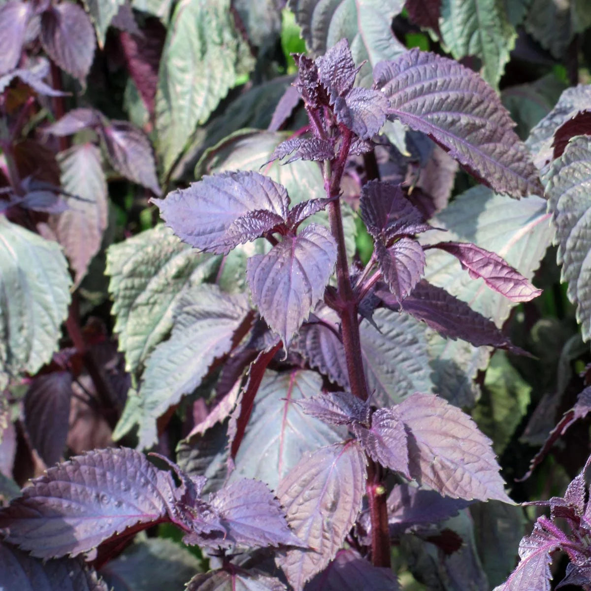Graines de shiso rouge