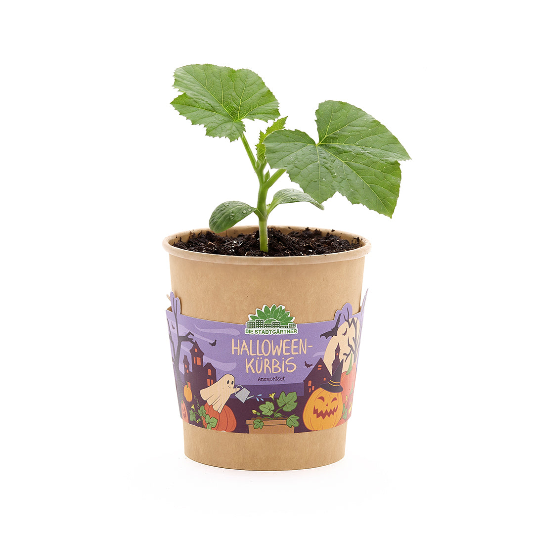 Citrouille Halloween - gobelet