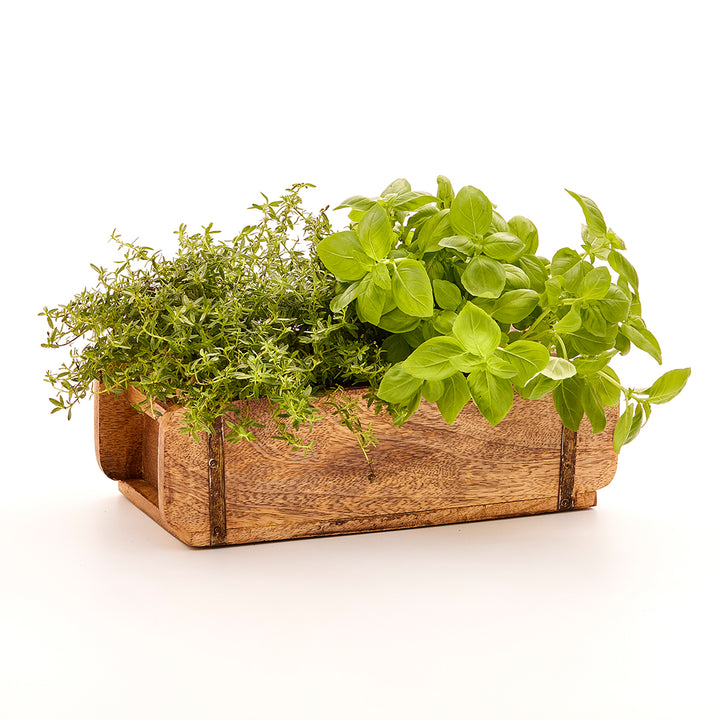 Forme de brique plantée d'herbes, par exemple du basilic