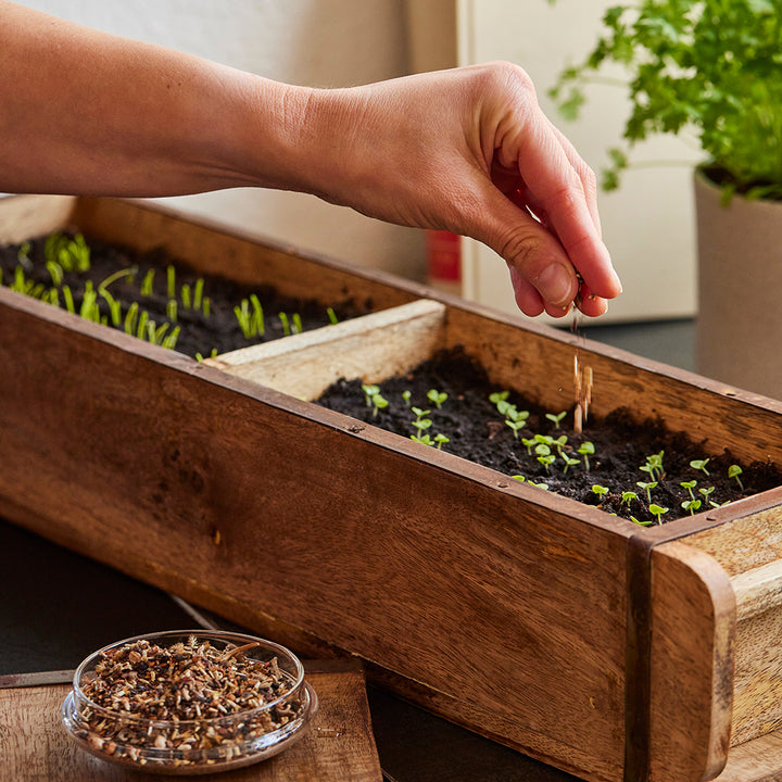 Plantez les graines à la main dans une boîte de plantation en bois avec de la terre et de jeunes plants.