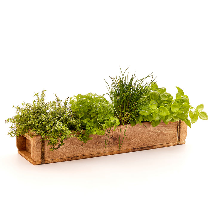 Coffret en bois avec diverses herbes fraîches telles que le thym, le persil, la ciboulette et le basilic.