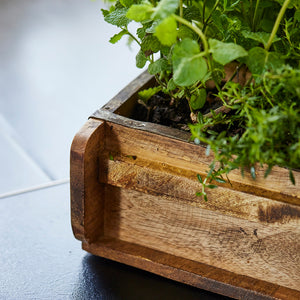 Herbes dans une jardinière en bois.