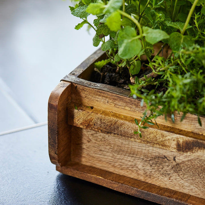 Herbes dans une jardinière en bois.