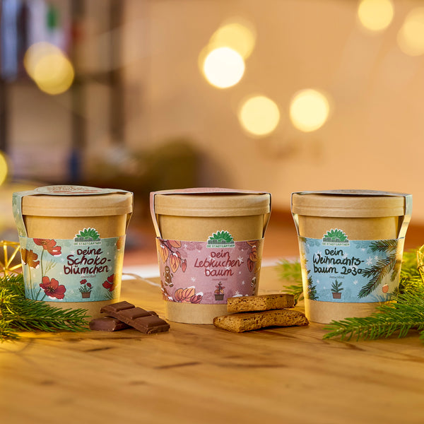 Trois pots de fleurs décoratifs étiquetés « Votre fleur en chocolat », « Votre arbre en pain d'épices » et « Votre arbre de Noël 2023 » se dressent sur une table en bois, entourés de branches de sapin, de morceaux de chocolat et de pain d'épices, avec des lumières chaudes et floues en arrière-plan.