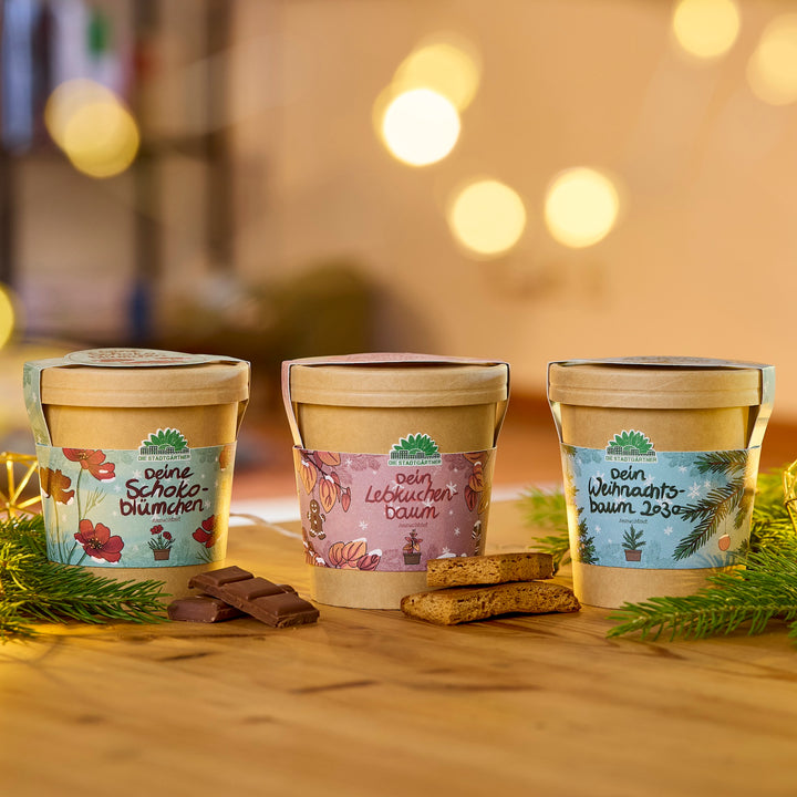 Trois pots de fleurs décoratifs étiquetés « Votre fleur en chocolat », « Votre arbre en pain d'épices » et « Votre arbre de Noël 2023 » se dressent sur une table en bois, entourés de branches de sapin, de morceaux de chocolat et de pain d'épices, avec des lumières chaudes et floues en arrière-plan.