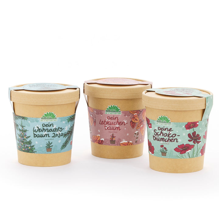 Trois pots de fleurs marron avec des étiquettes colorées, intitulées « Votre sapin de Noël », « Votre sapin en pain d'épices » et « Vos fleurs en chocolat ».