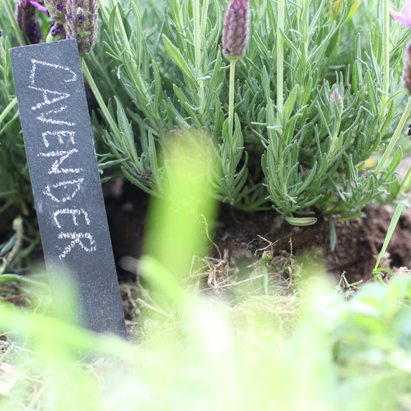 6 étiquettes de plantes en ardoise avec crayon de cire