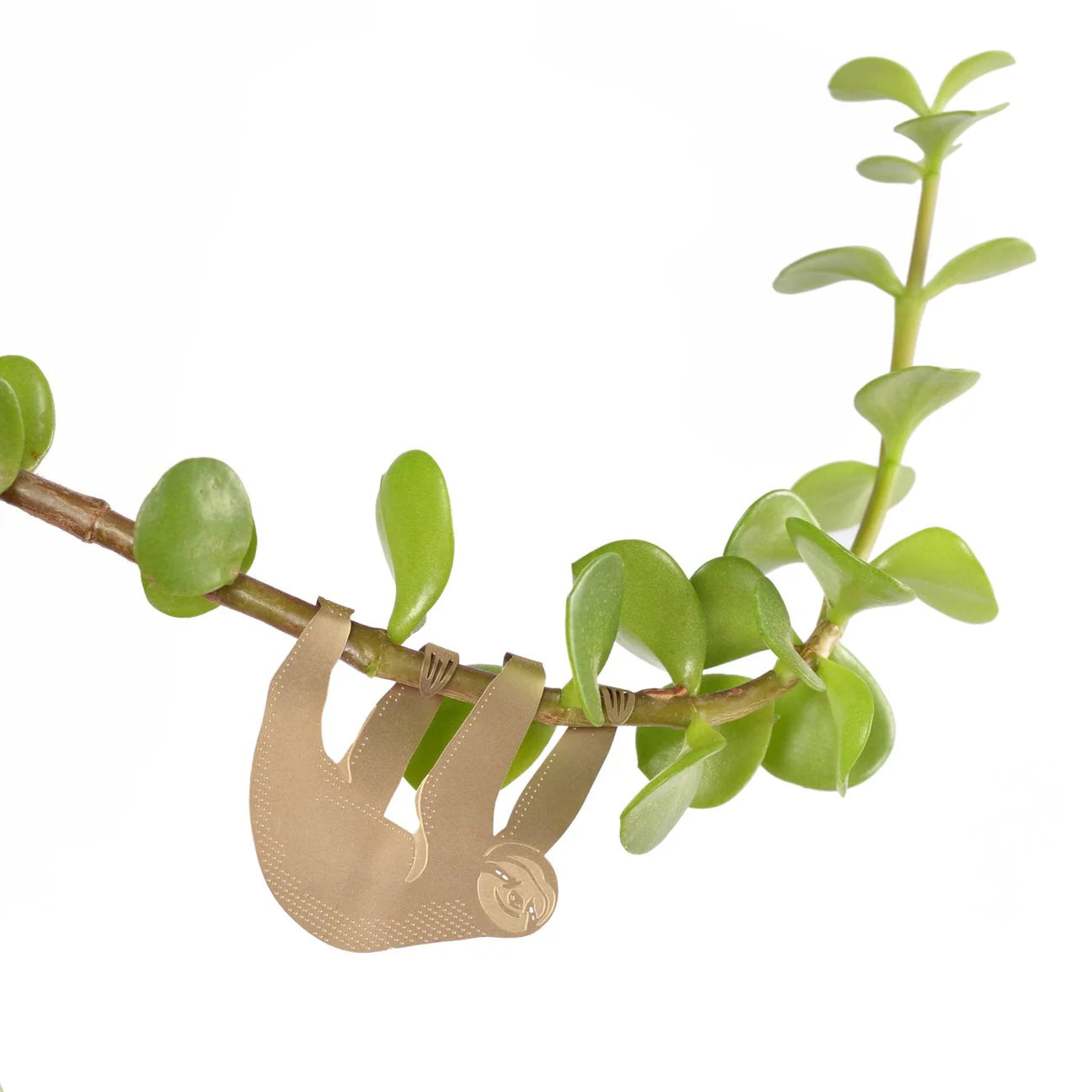 Plante animal paresseux