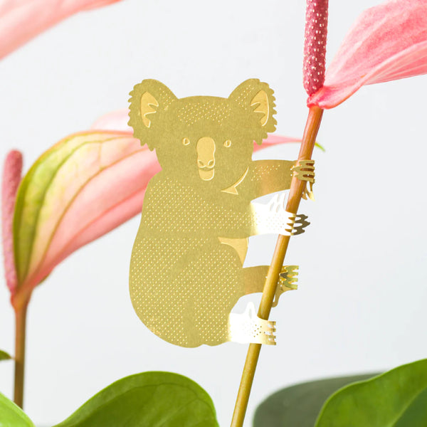 Plante animal Koala