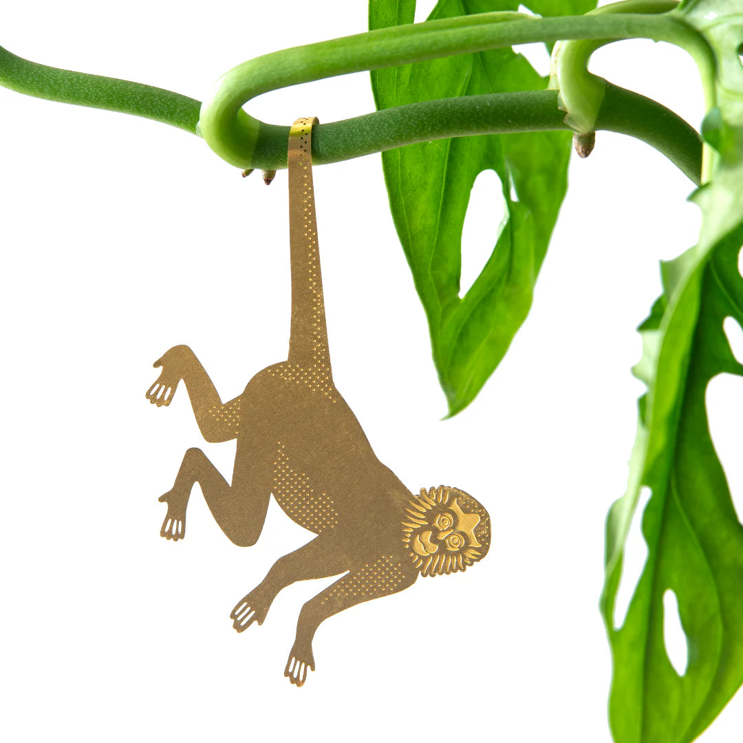Plante animal singe-araignée