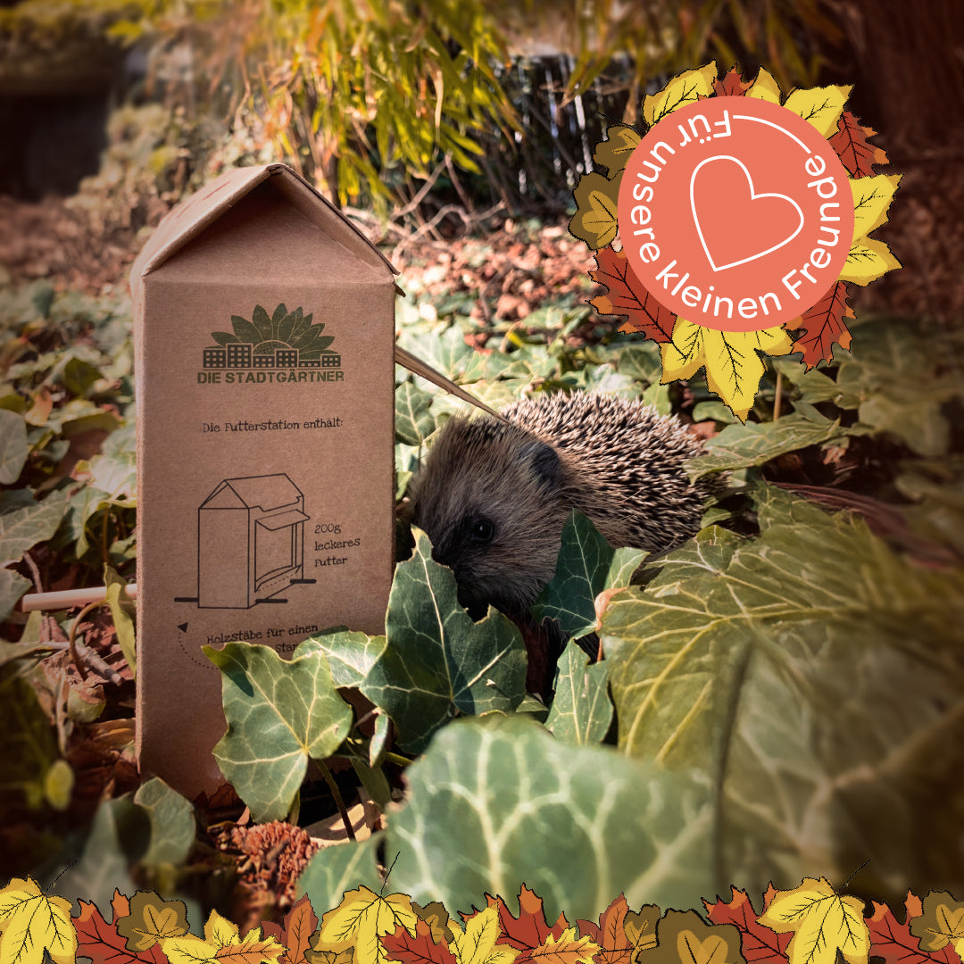 Un hérisson est assis dans les feuilles à côté d'une mangeoire en carton dans le jardin ; au-dessus se trouve un emblème automnal sur lequel est écrit « Pour nos petits amis ».