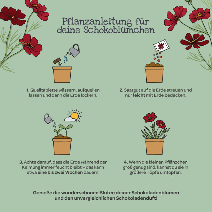 Instructions de plantation pour fleurs en chocolat avec quatre étapes illustrées : arroser la tablette d'expansion, semer les graines, garder humide et rempoter les plantes ; entouré de fleurs en chocolat rouge.