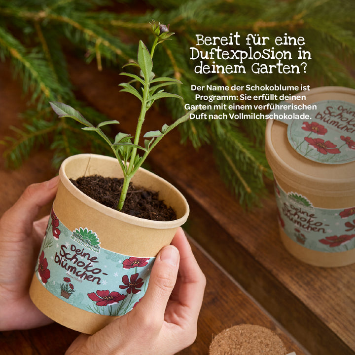Une personne tient un pot contenant une jeune fleur de chocolat. À côté, un autre pot portant l'inscription « Vos fleurs de chocolat » est posé sur une table en bois. Des branches de sapin vertes apparaissent en arrière-plan, et l'image est accompagnée d'une légende décrivant l'explosion de parfums qui règne dans le jardin.