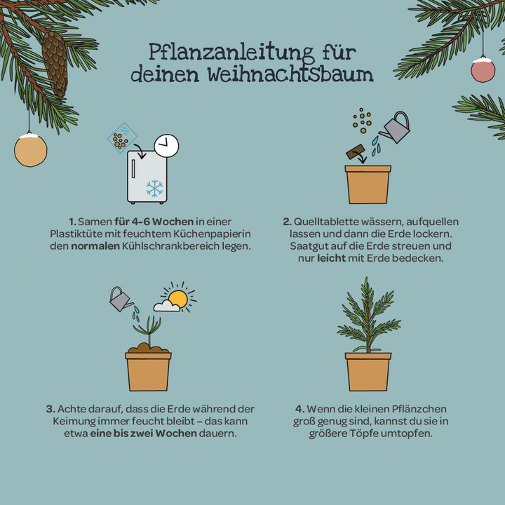 Illustration avec des instructions pour faire pousser un arbre de Noël, y compris des pots dessinés, des graines, de la terre, un arrosoir et des branches de sapin, ainsi que des étapes textuelles pour le semis, l'arrosage, la germination et le rempotage.