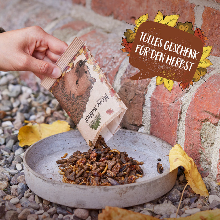 Une main remplit de nourriture pour hérisson d'un sac dans un bol à côté d'un mur de briques, avec des feuilles d'automne en arrière-plan.