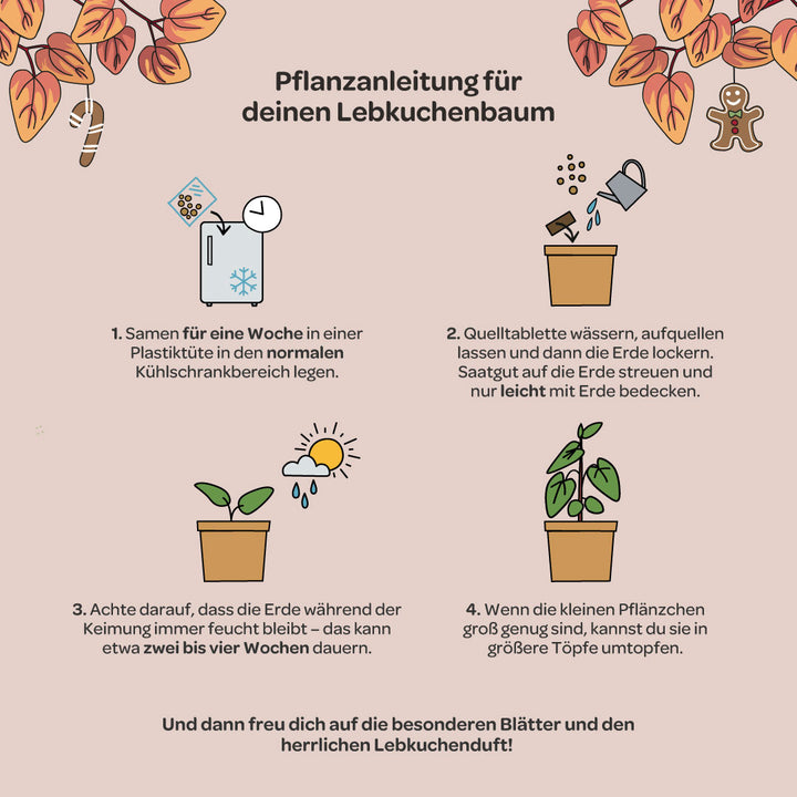 Instructions illustrées pour planter un arbre en pain d'épices, y compris les étapes pour refroidir les graines, arroser, recouvrir de terre, maintenir l'humidité et rempoter, sur un fond beige avec des feuilles d'automne et des symboles de Noël.