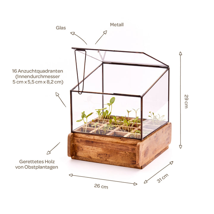 Mini serre en verre et métal avec base en bois, 16 quadrants de croissance avec jeunes plants, dimensions et matériaux étiquetés.