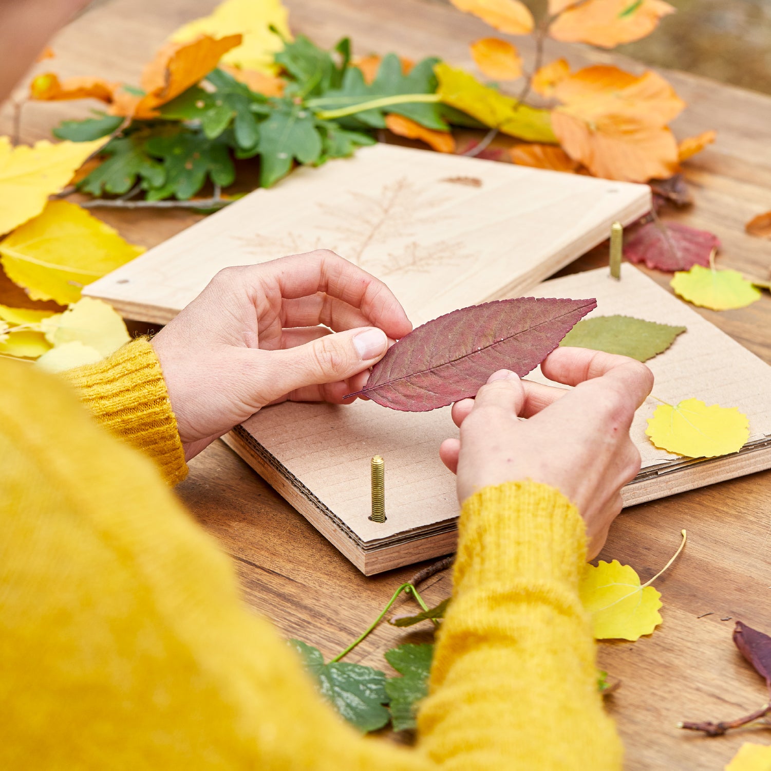 Une personne en pull jaune place des feuilles d'automne colorées dans une presse à plantes sur une table en bois.