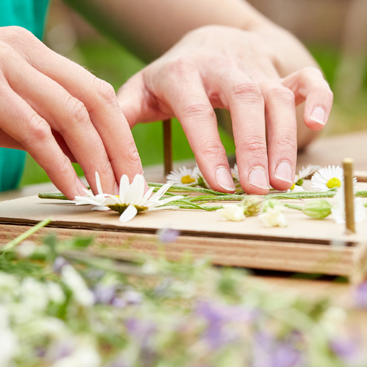 Mains plaçant des fleurs dans un pressoir à fleurs.