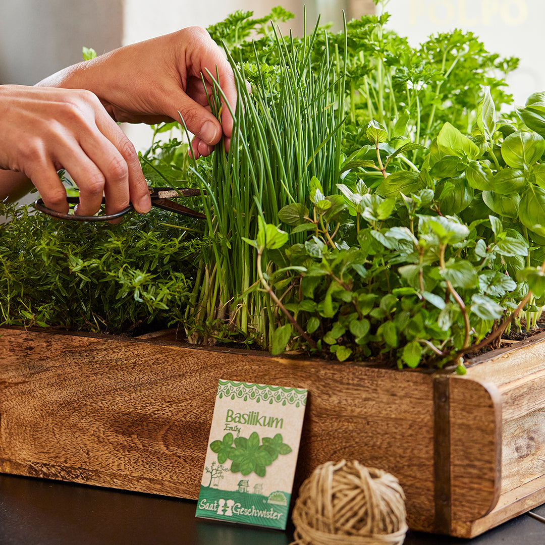 Des mains coupent des herbes fraîches dans une jardinière en bois, notamment du basilic et de la ciboulette.
