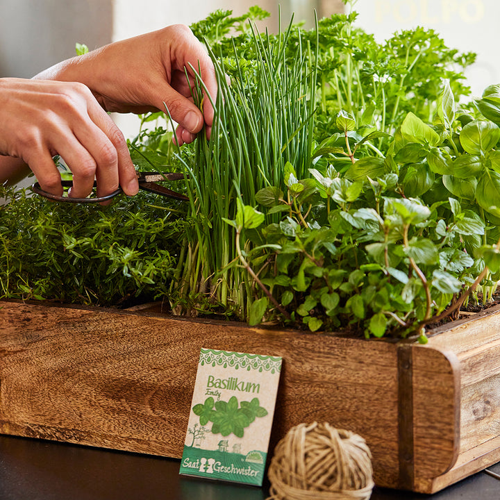 Des mains coupent des herbes fraîches dans une jardinière en bois, notamment du basilic et de la ciboulette.