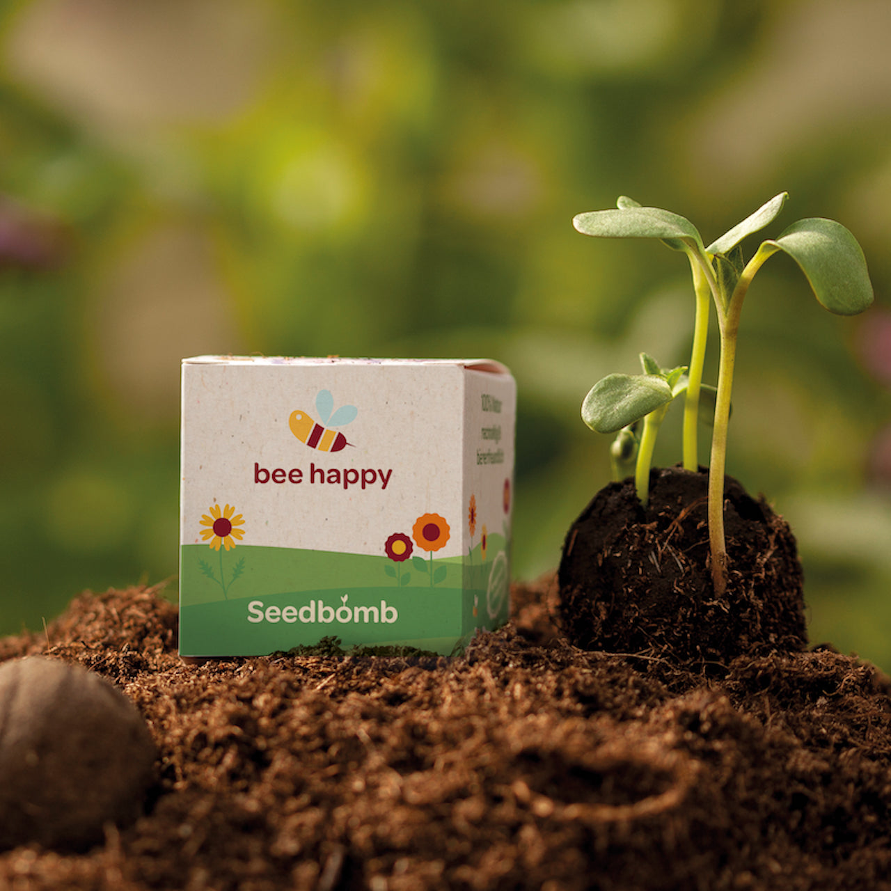 Plante en germination à côté d'un emballage de « bombe de graines Bee Happy » sur le sol.