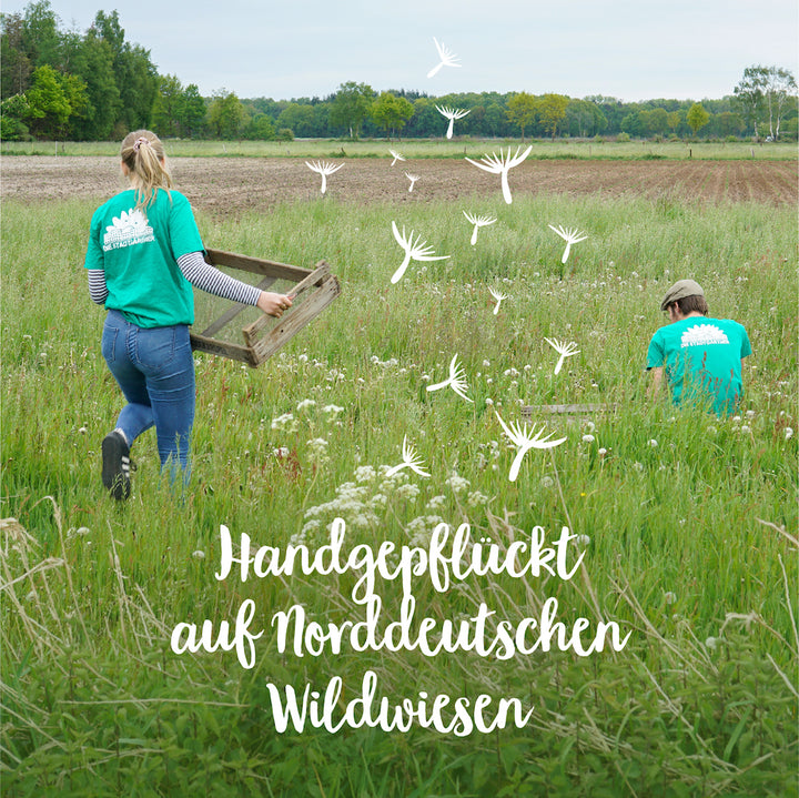 Deux personnes en t-shirts verts ramassent des plantes dans une prairie sauvage du nord de l'Allemagne, avec des pissenlits blancs illustrés et le texte « Cueillis à la main dans les prairies sauvages du nord de l'Allemagne ».
