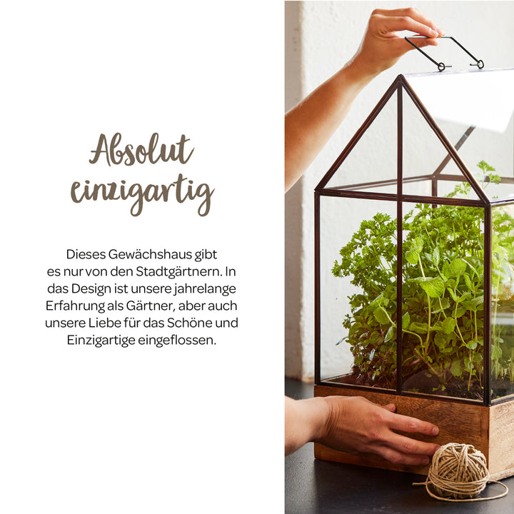 Une personne ouvre une petite serre en verre avec des herbes fraîches sur une surface noire ; à côté, un texte sur une conception de serre unique.