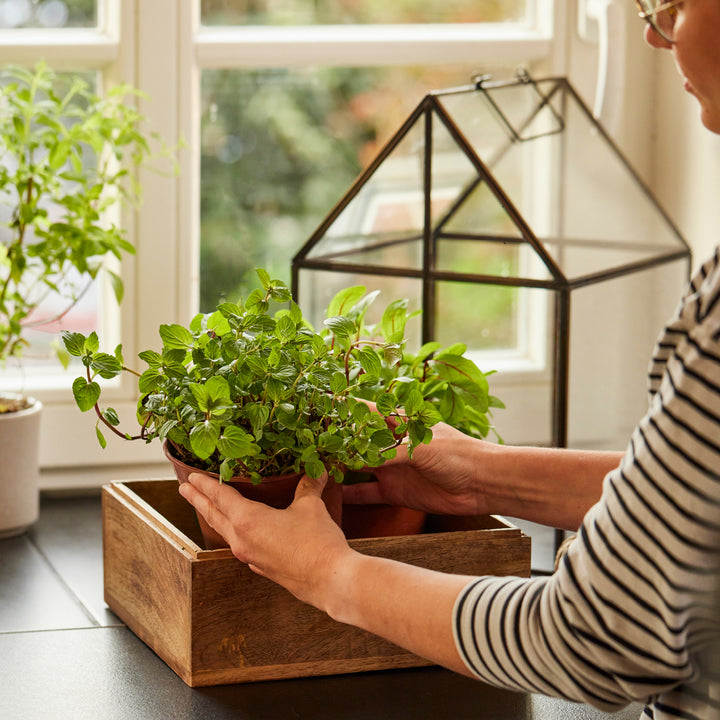 Une personne place un pot d’herbes dans une boîte en bois sur un rebord de fenêtre.