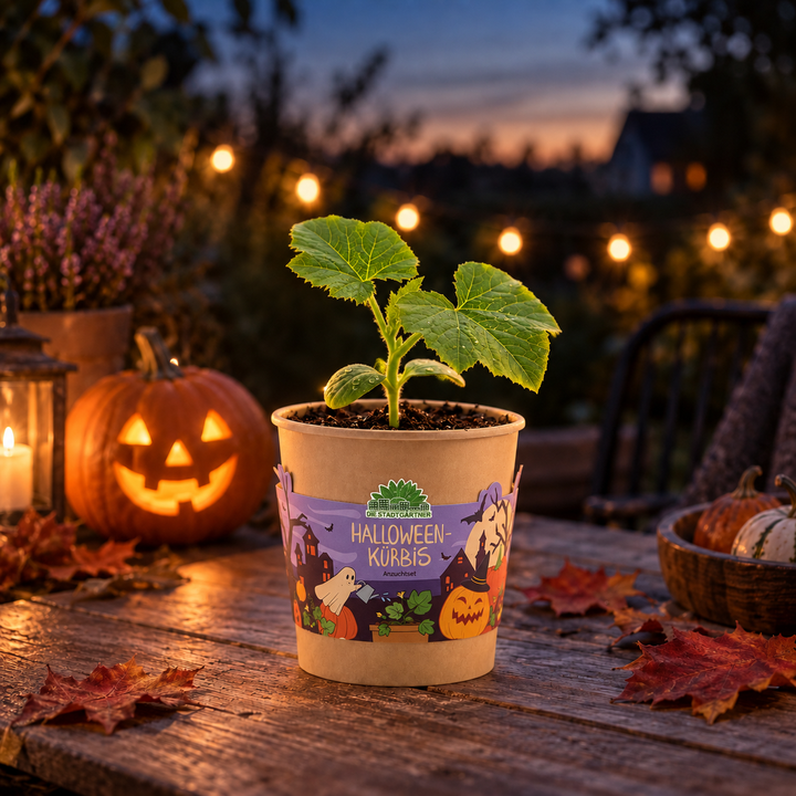 Citrouille Halloween - gobelet