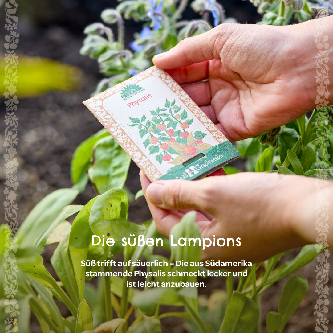 Mains tenant un sachet de graines de physalis sur un feuillage vert dans le jardin.