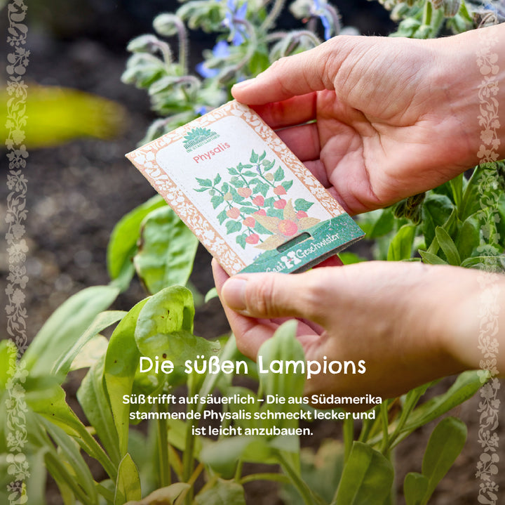 Mains tenant un sachet de graines de physalis sur un feuillage vert dans le jardin.