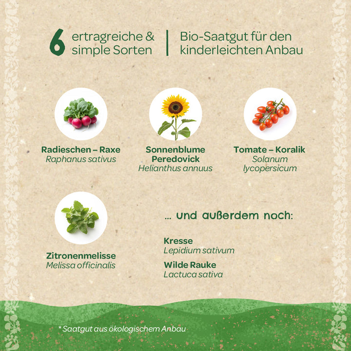 Six graines de légumes biologiques à haut rendement et faciles à cultiver, dont radis, tournesol, tomate, mélisse, cresson et roquette sauvage, sur fond beige avec décoration verte.