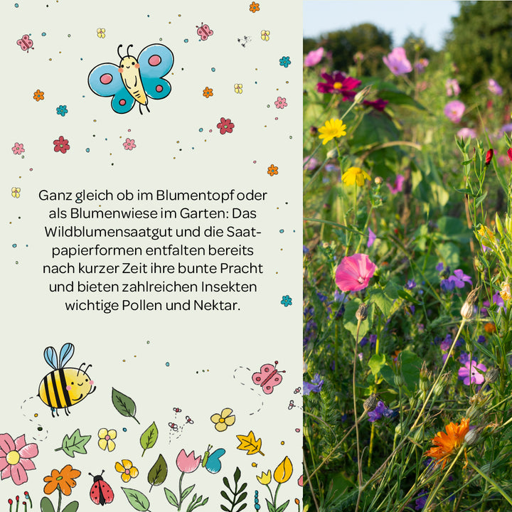 La moitié gauche de l'image montre un texte sur les graines de fleurs sauvages, illustrées de fleurs colorées, de papillons et d'abeilles ; la moitié droite de l'image montre une prairie de fleurs colorées et fleuries dans le jardin.