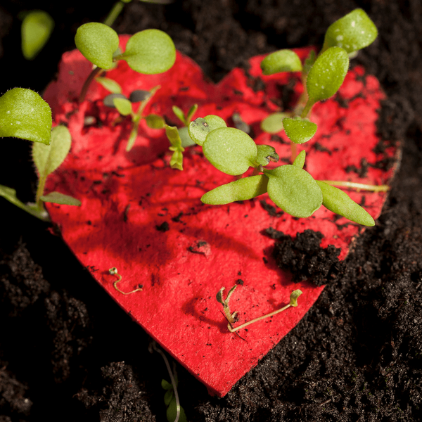 Papier rouge en forme de cœur avec des semis verts dessus, dans un sol sombre.