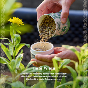Deux mains versent un mélange de graines d'une tasse étiquetée « Nasty Meadow » dans un récipient plus petit à côté d'une plante à fleurs jaunes dans le jardin.