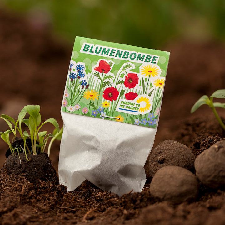Sachet "Flower Bomb" dans le terreau avec plantes en germination et boules de graines.