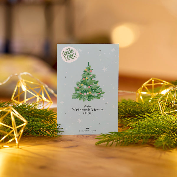 Graines d'épicéa « Sapin de Noël 2030 »