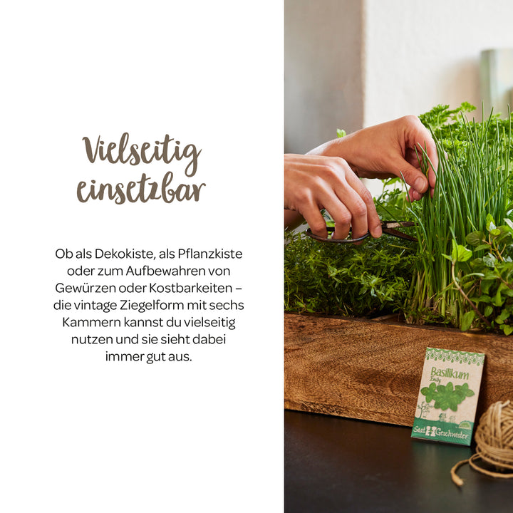 Des mains coupent des herbes fraîches dans une boîte en bois, à côté se trouve un paquet de graines de basilic.